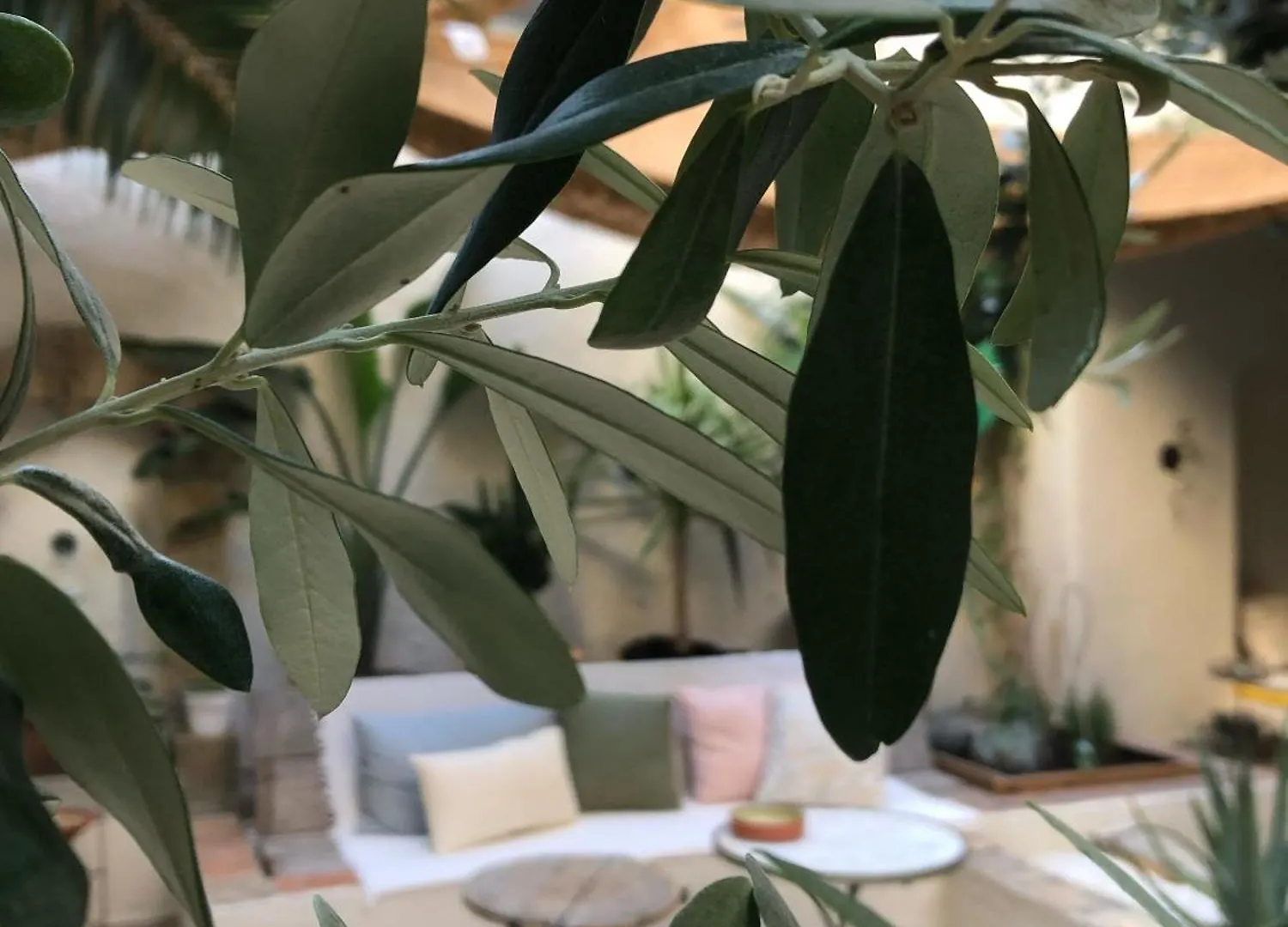 Bed & Breakfast Maison Olea Marseille France